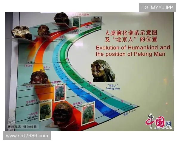 探秘北京羽毛球队的区域防守战术与技术解析